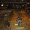 Livestock Sale- 60 pens, 40 tie-stalls, 2 judging areas, 1 photo area