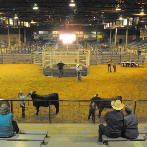 Livestock Arena